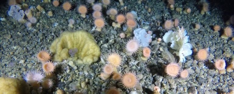 Corals in Greenland coast