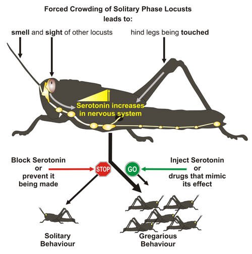Formation of locust swarm