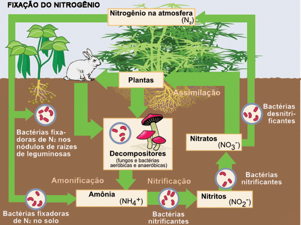 Ciclo Do Nitrogênio: O Que é E Como Funciona? - Electrical E-Library.com