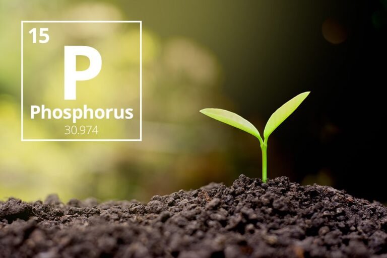 Phosphorus cycle: what is it and how does it work?