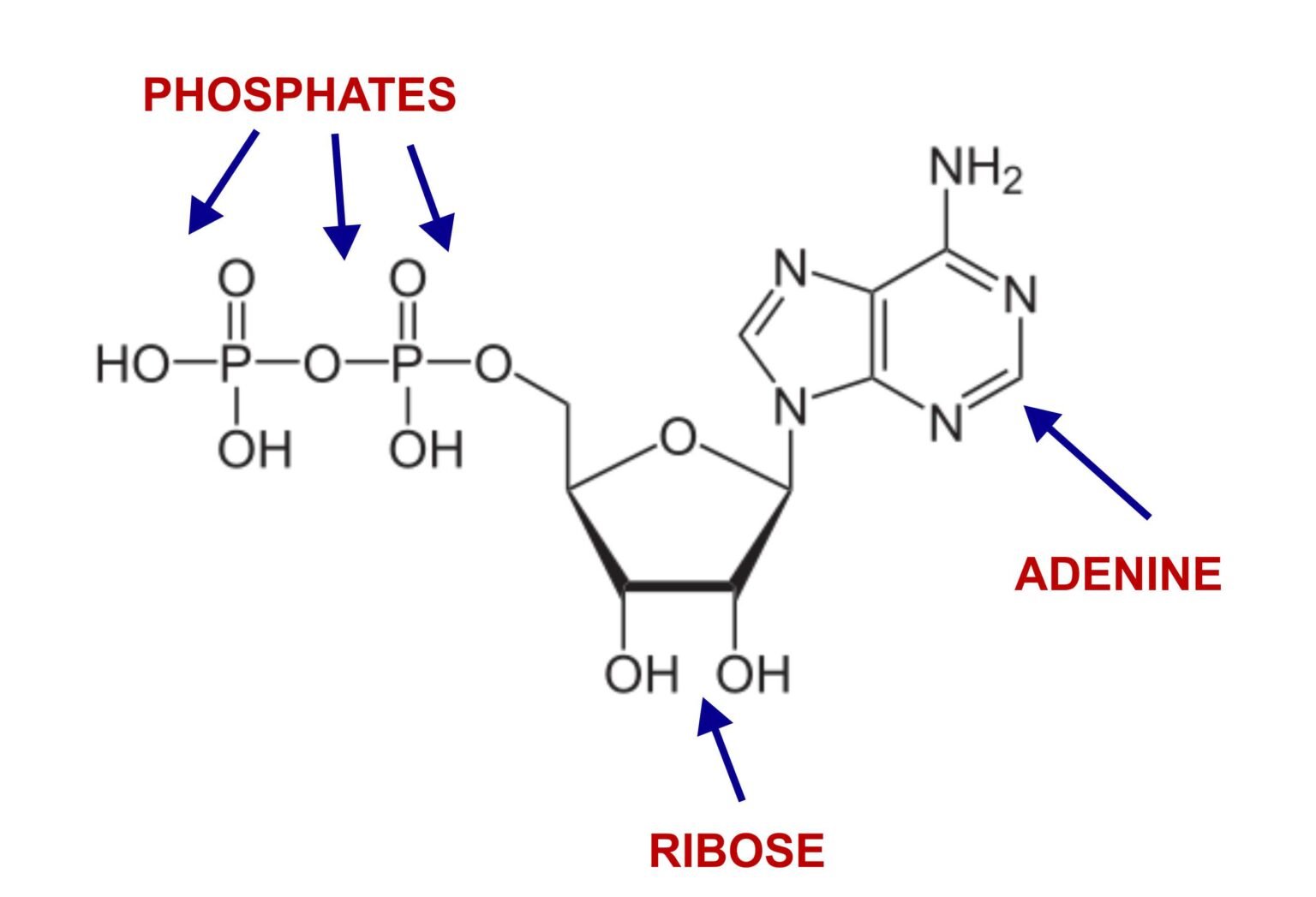 phosphorus-cycle-what-is-it-and-how-does-it-work-electrical-e