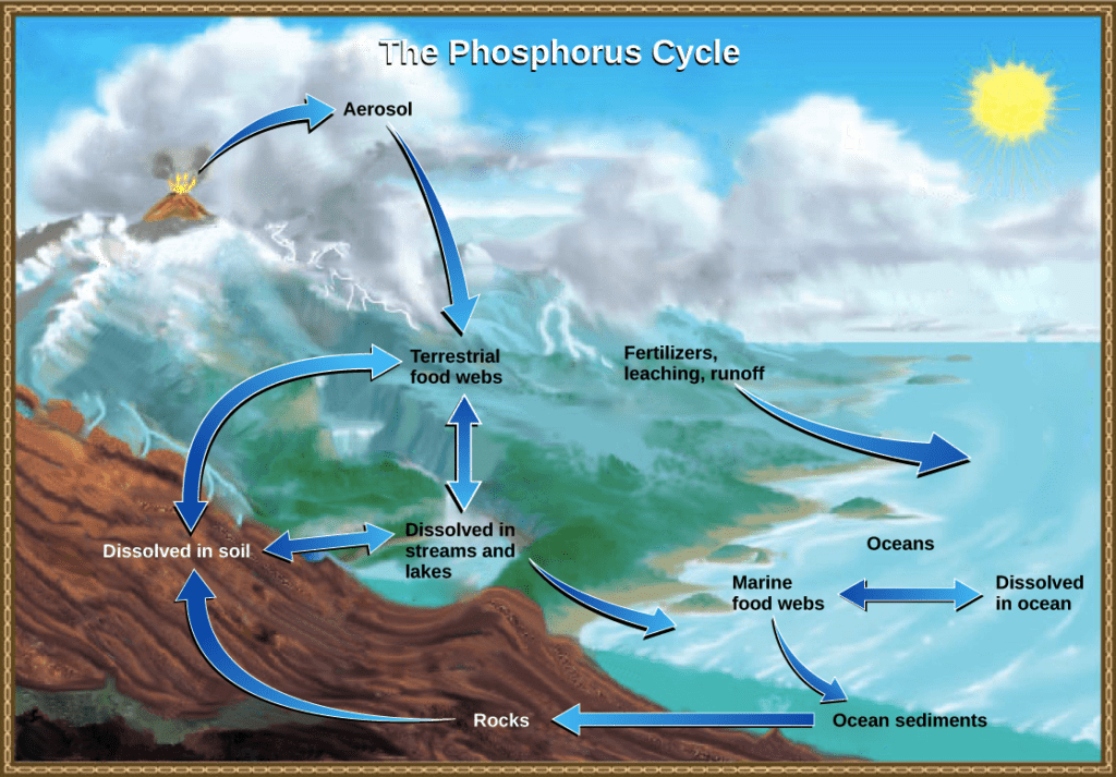 complete phosphorus cycle