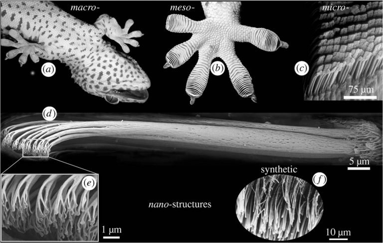 estrutura da pata da lagartixa