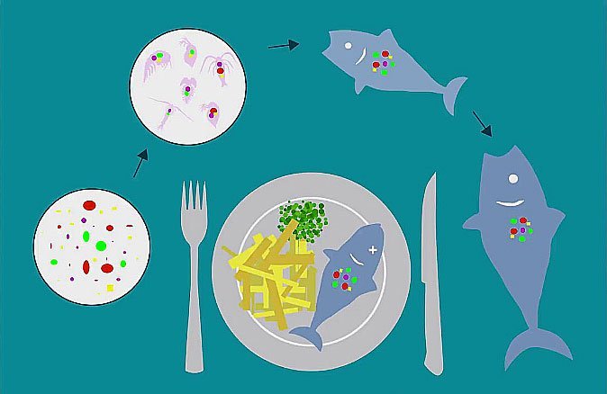 microplastics on marine food chain